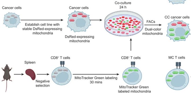 GRH4NwK2cf4CllP4.jpg